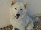 Chienne adulte de race Samoyède à donner