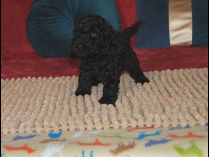 Magnifique mâle Caniche toy à vendre