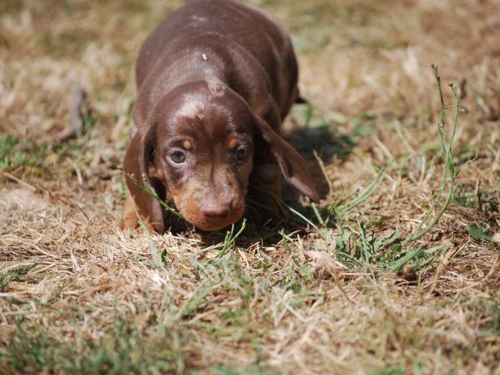 Magnifiques chiots Teckel à vendre
