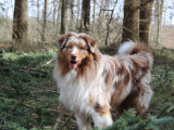 Mâle Berger Australien rouge merle disponible pour saillie