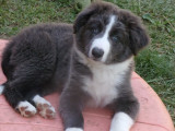 Chiots de race Border Collie à vendre (1 femelle & 3 mâles)