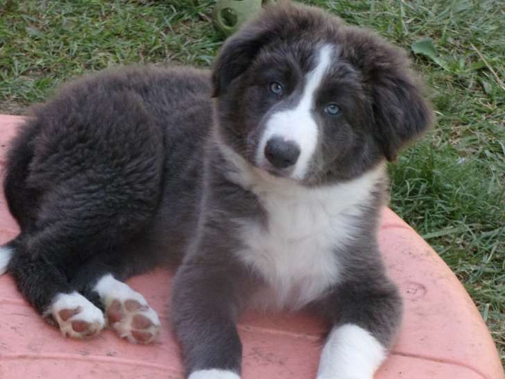 Chiots de race Border Collie à vendre (1 femelle & 3 mâles)
