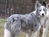 mere :slate merle