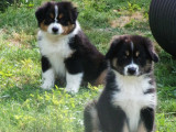 Superbes chiots Berger Australien à vendre