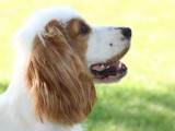 Chienne  adulte  Cocker Anglais disponible à la vente (LOF)