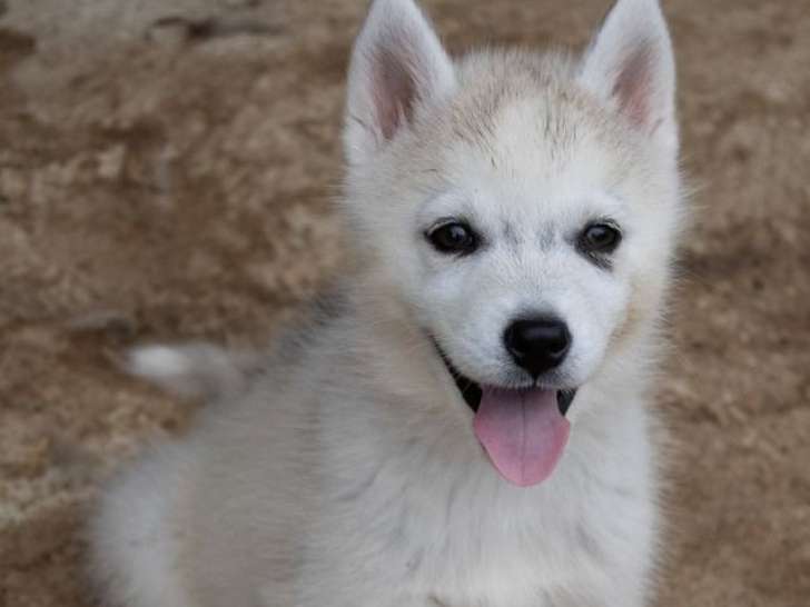 Chiot femelle Husky Sibérien LOF à vendre