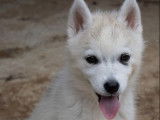 Chiot femelle Husky Sibérien LOF à vendre