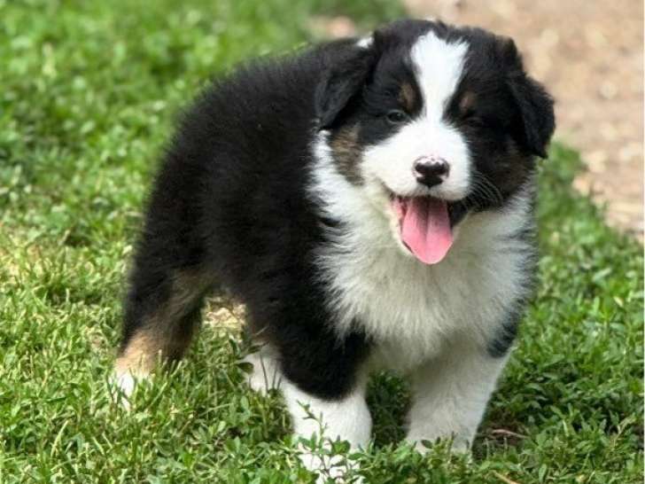 Chiots Bergers Australiens  à réserver (LOF)
