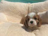 3 chiots Cavaliers King Charles Spaniel LOF à vendre