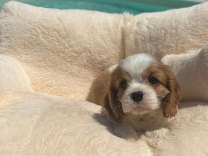 3 chiots Cavaliers King Charles Spaniel LOF à vendre