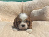 3 chiots Cavaliers King Charles Spaniel LOF à vendre