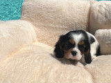 3 chiots Cavaliers King Charles Spaniel LOF à vendre