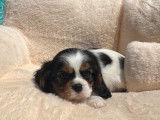 3 chiots Cavaliers King Charles Spaniel LOF à vendre