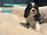 3 chiots Cavaliers King Charles Spaniel LOF à vendre