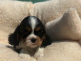 3 chiots Cavaliers King Charles Spaniel LOF à vendre