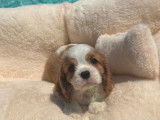 3 chiots Cavaliers King Charles Spaniel LOF à vendre
