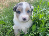 5 chiots mâles Bergers Australiens LOF disponibles à l’achat
