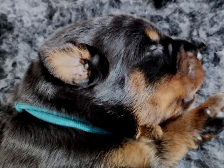 Chiots Beauceron  LOF à réserver