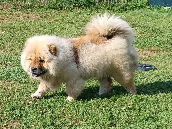 Femelle Chow Chow à poil long rouge avec pedigree FCI à vendre