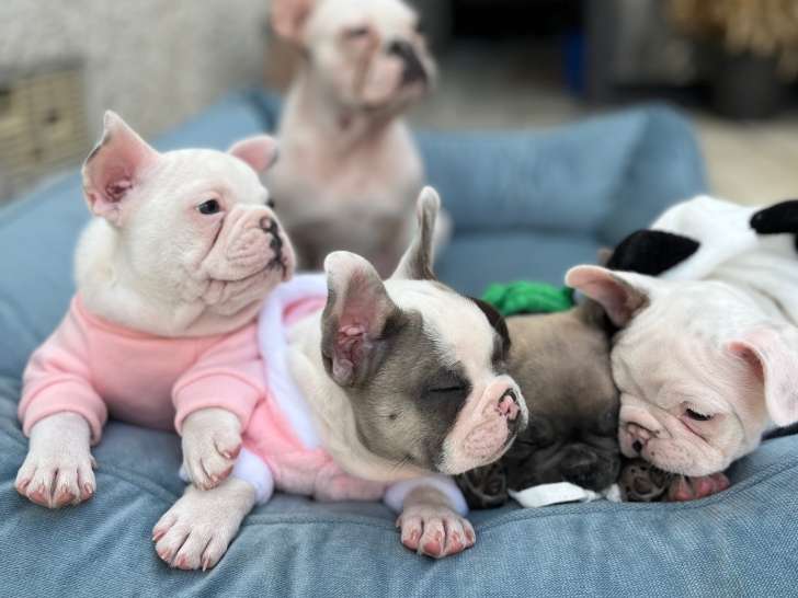 Chiots de race Bouledogue Français à vendre (4 mâles)