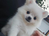 Chiot Pomchi à vendre