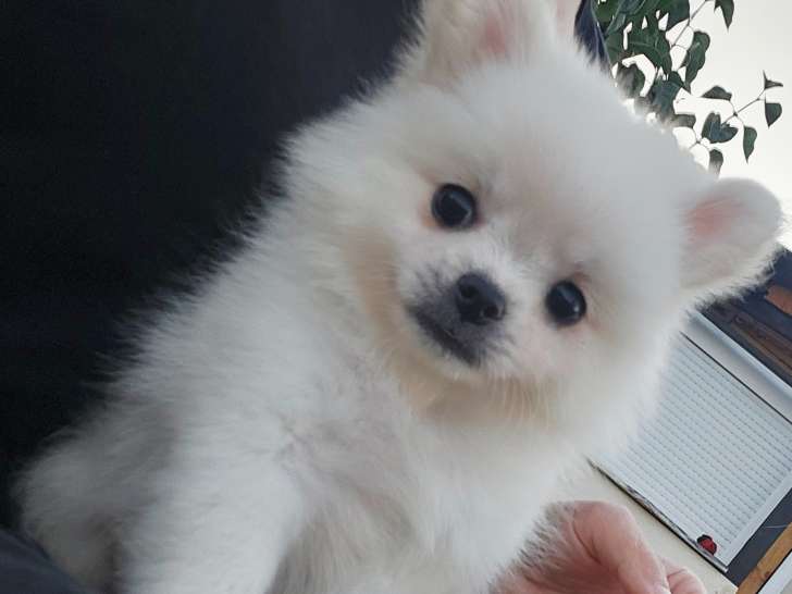 Chiot Pomchi à vendre