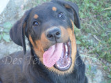 Alka, adorable femelle Beauceron noir et feu à vendre