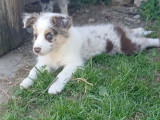 Magnifiques chiots Border Collie à vendre