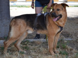 Chien adulte de type Berger Allemand Mâle à donner