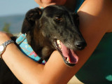 Nuna, femelle Galga noire exceptionnelle à adopter