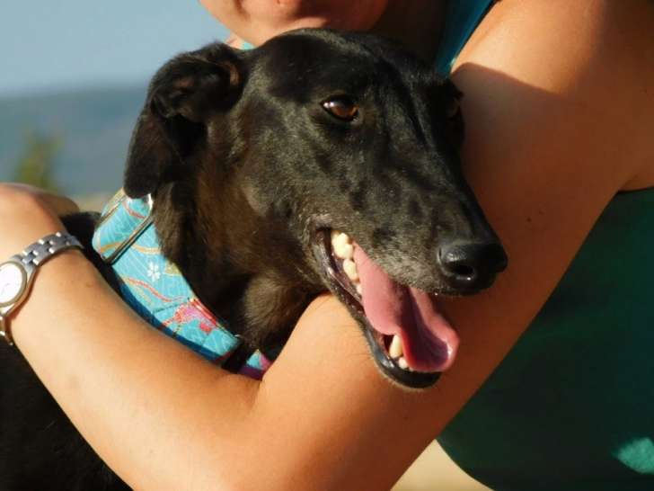 Nuna, femelle Galga noire exceptionnelle à adopter