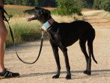 Nuna, femelle Galga noire exceptionnelle à adopter