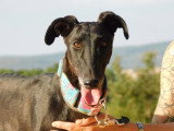 Nuna, femelle Galga noire exceptionnelle à adopter