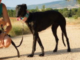 Nuna, femelle Galga noire exceptionnelle à adopter