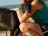 Nuna, femelle Galga noire exceptionnelle à adopter