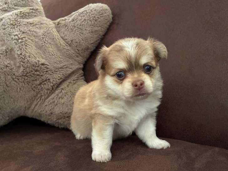 Chiots Chihuahua à poil long LOF à vendre