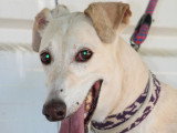DOLCE, Galgo senior au grand cœur à adopter