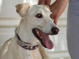 Galgo senior au grand cœur à adopter