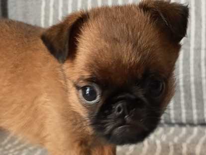 je suis Néwok, tout doux et tout mignon!!!