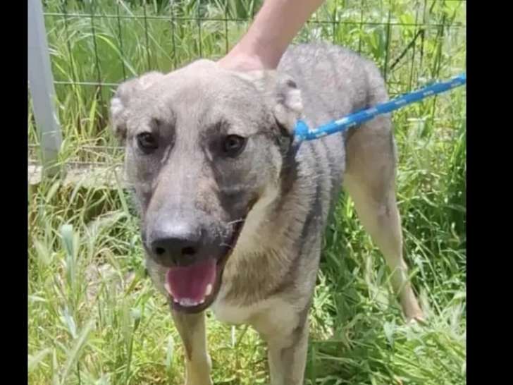 À adopter : chien de couleur bringée