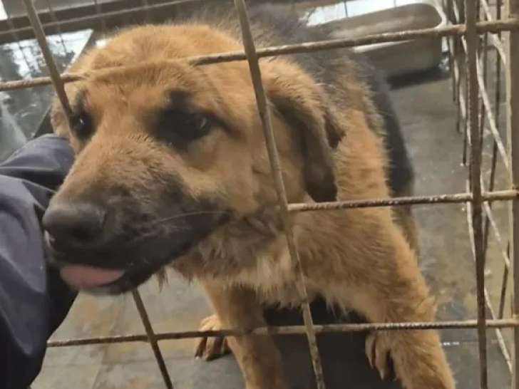 Disponible à l'adoption : chien d'un an