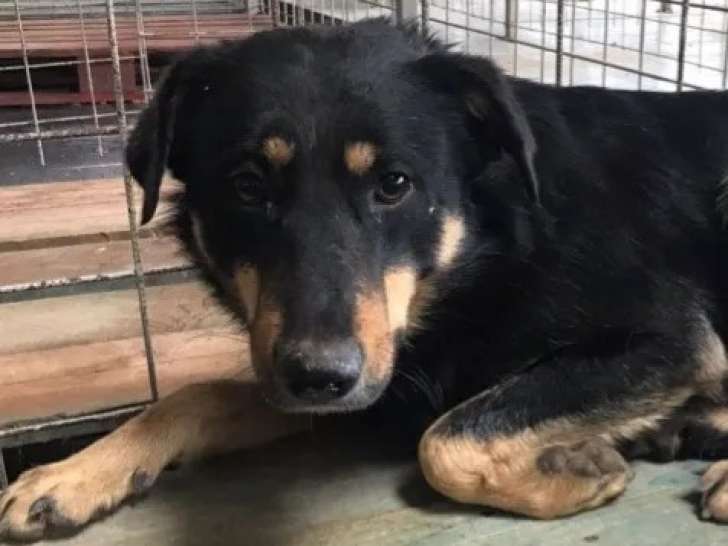 En attente d'adoption : chien noir et feu