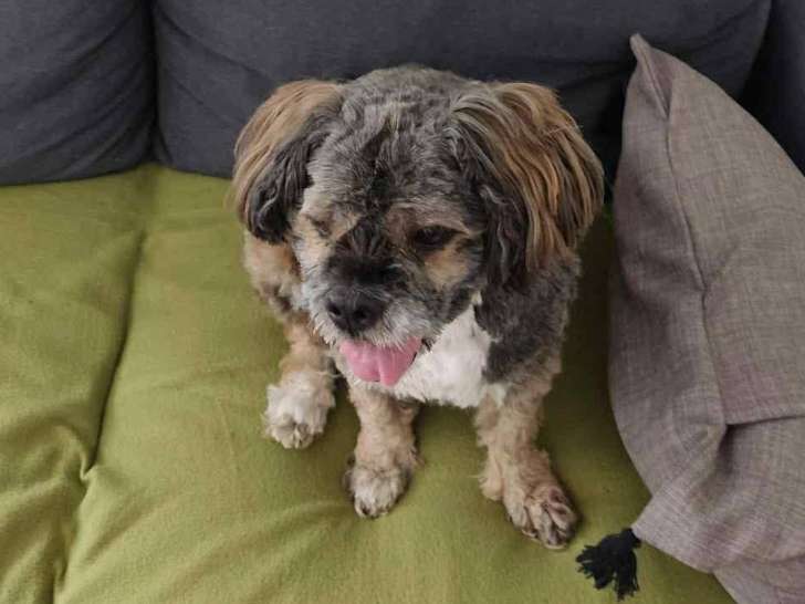 Adoption disponible : chienne Lhassa Apso adulte