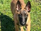 À la recherche d'une famille : chiot mâle Berger Malinois de 5 mois