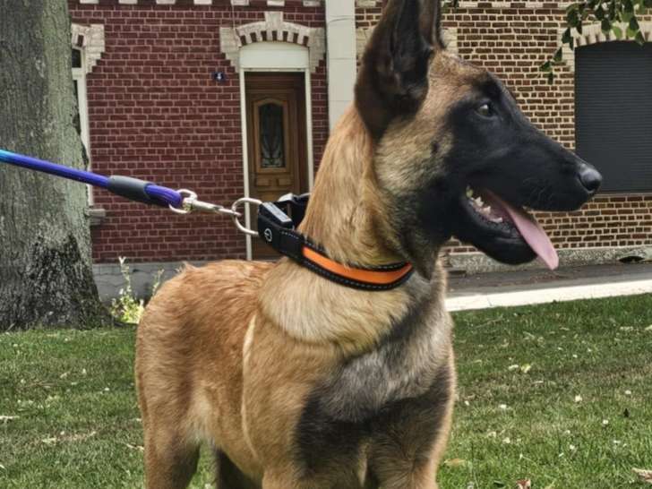 Chiot femelle Berger Malinois fauve charbonné à adopter