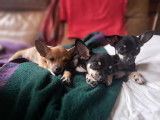 Adorables chiots Chihuahuas à vendre