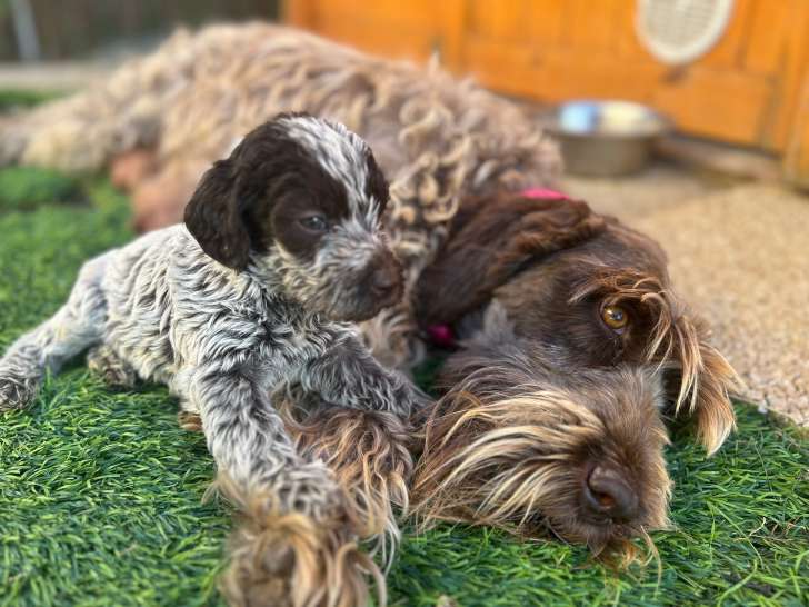 Chiots Griffon Korthals à poil dur à vendre