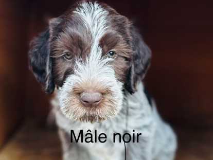 Chiots Griffon Korthals à poil dur à vendre