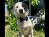 Chien d'un an disponible à l'adoption