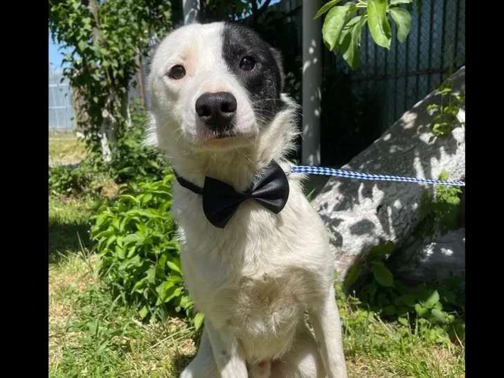 Chien d'un an disponible à l'adoption